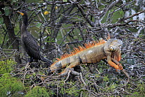 Green Iguana (Iguana iguana) male, Wakodahatchee Wetlands, Florida