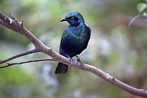 Greater Blue-eared Glossy-Starling (Lamprotornis chalybaeus), Singapore Zoo, Singapore