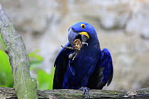 Hyacinth Macaw (Anodorhynchus hyacinthinus) feeding on nut, Singapore Zoo, Singapore