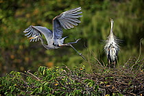 Great Blue Heron (Ardea herodias) taking flight from nest while partner displays, Wakodahatchee Wetlands, Florida. Sequence 3 of 3