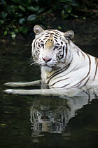 Bengal Tiger (Panthera tigris tigris), white morph in water, Singapore Zoo, Singapore
