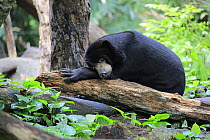 Sun Bear (Helarctos malayanus) resting, Singapore Zoo, Singapore