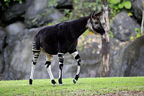 Okapi (Okapia johnstoni), Singapore Zoo, Singapore