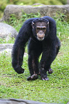 Chimpanzee (Pan troglodytes) male running, Singapore Zoo, Singapore