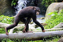 Chimpanzee (Pan troglodytes) sub-adult running, Singapore Zoo, Singapore