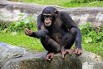 Chimpanzee (Pan troglodytes) sub-adult begging for food, Singapore Zoo, Singapore