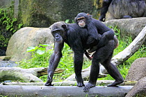 Chimpanzee (Pan troglodytes) mother carrying young, Singapore Zoo, Singapore