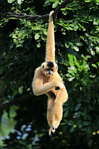 Buff-cheeked Gibbon (Nomascus gabriellae) female hanging in tree, Singapore Zoo, Singapore