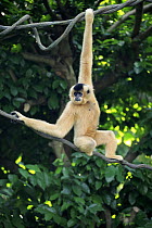 Buff-cheeked Gibbon (Nomascus gabriellae) female hanging in tree, Singapore Zoo, Singapore