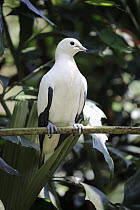 Pied Imperial-Pigeon (Ducula bicolor), Singapore Zoo, Singapore