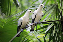 Pied Imperial-Pigeon (Ducula bicolor) pair, Singapore Zoo, Singapore