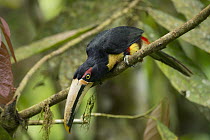 Pale-mandibled Aracari (Pteroglossus erythropygius), Choco Rainforest, Ecuador