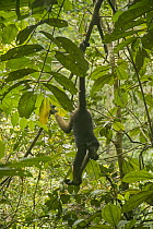 White-bellied Spider Monkey (Ateles belzebuth) hanging in tree, Amazon, Ecuador