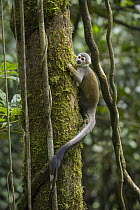 South American Squirrel Monkey (Saimiri sciureus), Ecuador