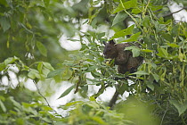 Guayaquil Squirrel (Sciurus stramineus) feeding on fruit, Ecuador