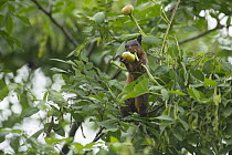 Guayaquil Squirrel (Sciurus stramineus) feeding on fruit, Ecuador
