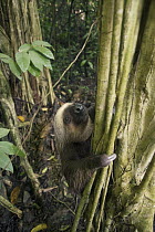Hoffmann's Two-toed Sloth (Choloepus hoffmanni) climbing tree, Ecuador