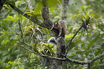 Guayaquil Squirrel (Sciurus stramineus), Ecuador