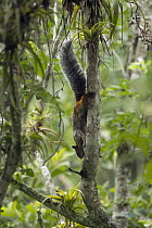 Guayaquil Squirrel (Sciurus stramineus), Ecuador