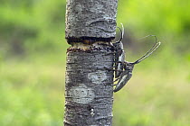 Harlequin Beetle (Acrocinus longimanus) pair mating, Ecuador