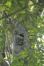 Spix's Night Monkey (Aotus vociferans) group emerging from tree cavity, Amazon, Ecuador