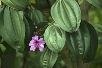 Melastoma (Melastomataceae) flower, Ecuador