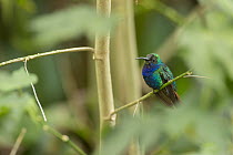 Lazuline Sabrewing (Campylopterus falcatus) hummingbird, Colombia