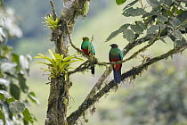 Golden-headed Quetzal (Pharomachrus auriceps) male and female, Ecuador