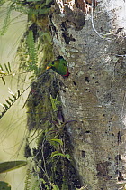 Golden-headed Quetzal (Pharomachrus auriceps)female at nest cavity, Ecuador