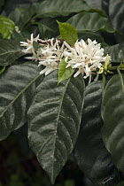 Coffee (Coffea arabica) flowers, Ecuador