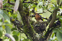 Shining Sunbeam (Aglaeactis cupripennis) hummingbird at nest, Ecuador
