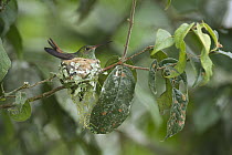 Rufous-tailed Hummingbird (Amazilia tzacatl) on nest, Ecuador