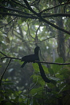Long-wattled Umbrellabird (Cephalopterus penduliger) male flying, Choco Rainforest, Ecuador