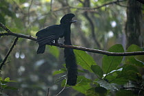 Long-wattled Umbrellabird (Cephalopterus penduliger) male, Choco Rainforest, Ecuador