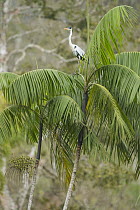 White-necked Heron (Ardea cocoi) on palm, Ecuador