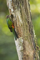 Golden-headed Quetzal (Pharomachrus auriceps) female at nest cavity with frog prey, Ecuador