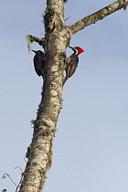 Guayaquil Woodpecker (Campephilus gayaquilensis) pair, Choco Rainforest, Ecuador
