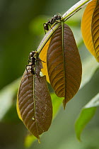 Bullet Ant (Paraponera clavata) pair drinking nectar from extrafloral nectaries, Ecuador