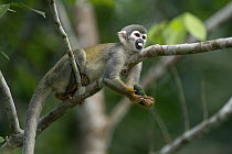 South American Squirrel Monkey (Saimiri sciureus) feeding on fruit, Ecuador