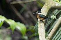 American Pygmy Kingfisher (Chloroceryle aenea), Amazon, Ecuador
