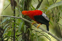 Andean Cock-of-the-rock (Rupicola peruvianus) male, Ecuador