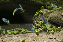 Cobalt-winged Parakeet (Brotogeris cyanoptera) flock at clay lick, Amazon, Ecuador