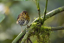 Ochre-breasted Antpitta (Grallaricula flavirostris), Ecuador