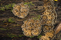 Bracket fungus, Amazon, Ecuador