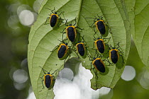 Shield Bug (Pentatomidae) group, Amazon, Ecuador