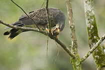 Snail Kite (Rostrhamus sociabilis) female feeding on snail, Ecuador
