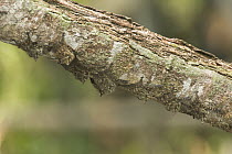 Sac-winged Bat (Saccopteryx sp) group camouflaged on branch while roosting, Amazon, Ecuador