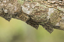 Sac-winged Bat (Saccopteryx sp) group camouflaged on branch while roosting, Amazon, Ecuador