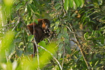 Red Howler Monkey (Alouatta seniculus) feeding on flowers, Amazon, Ecuador