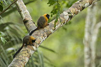 Golden-mantled Tamarin (Saguinus tripartitus) pair, Amazon, Ecuador